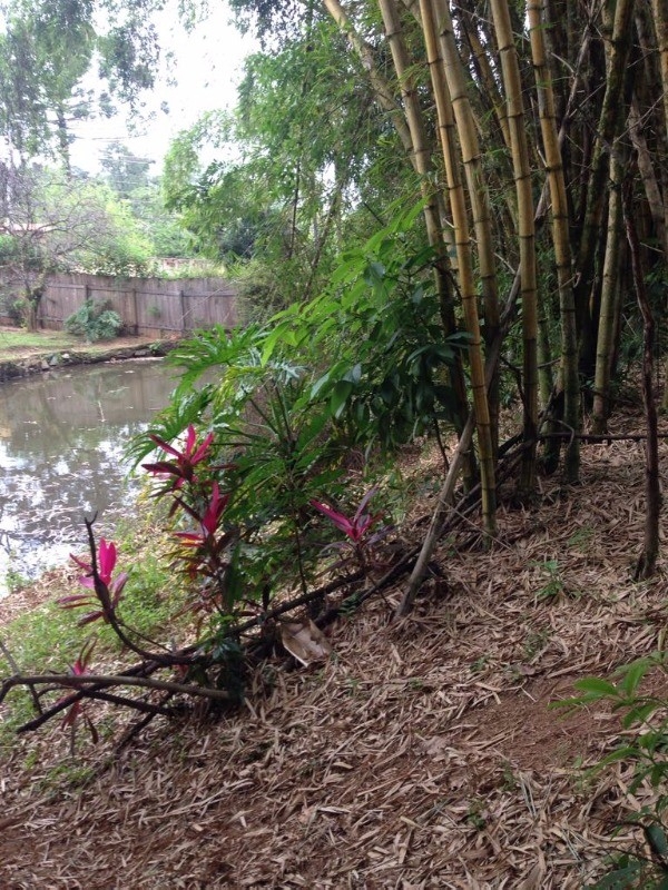 Fazenda à venda com 4 quartos, 240m² - Foto 15