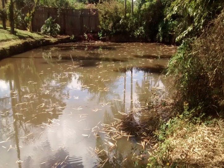 Fazenda à venda com 4 quartos, 240m² - Foto 23